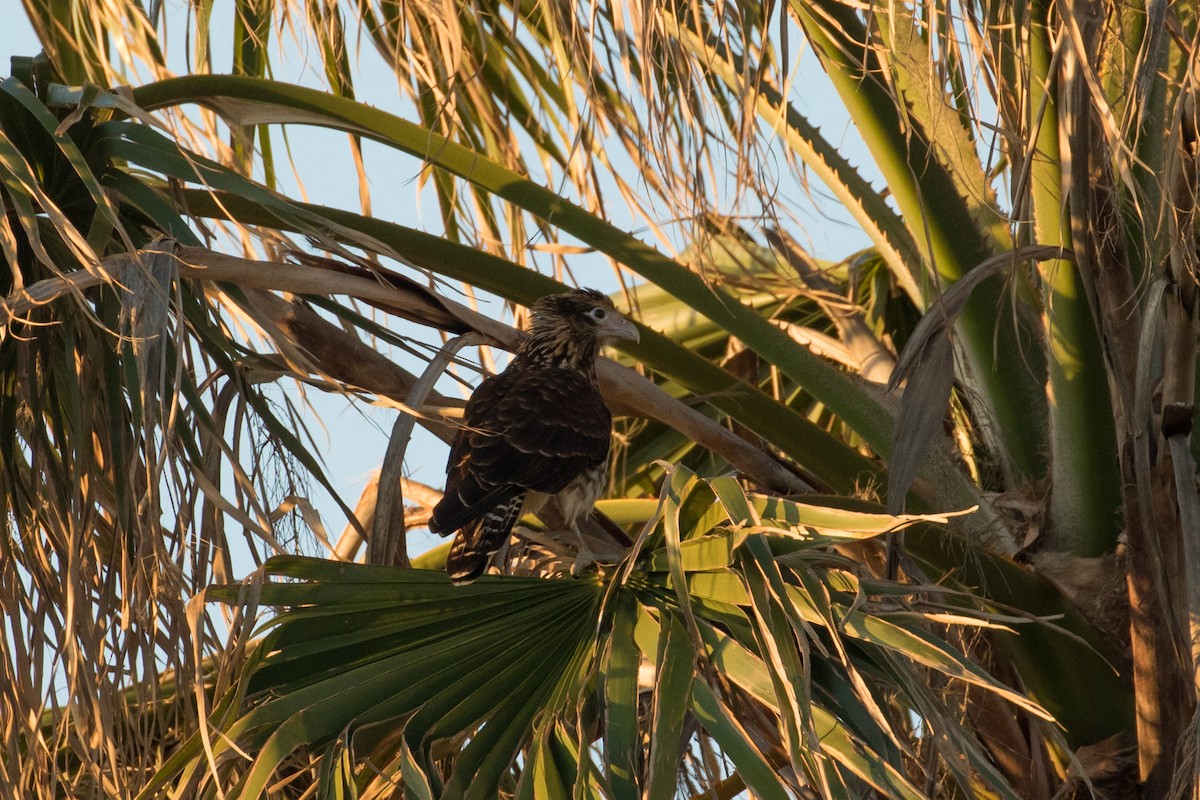 čimango žlutavý - ML627857296