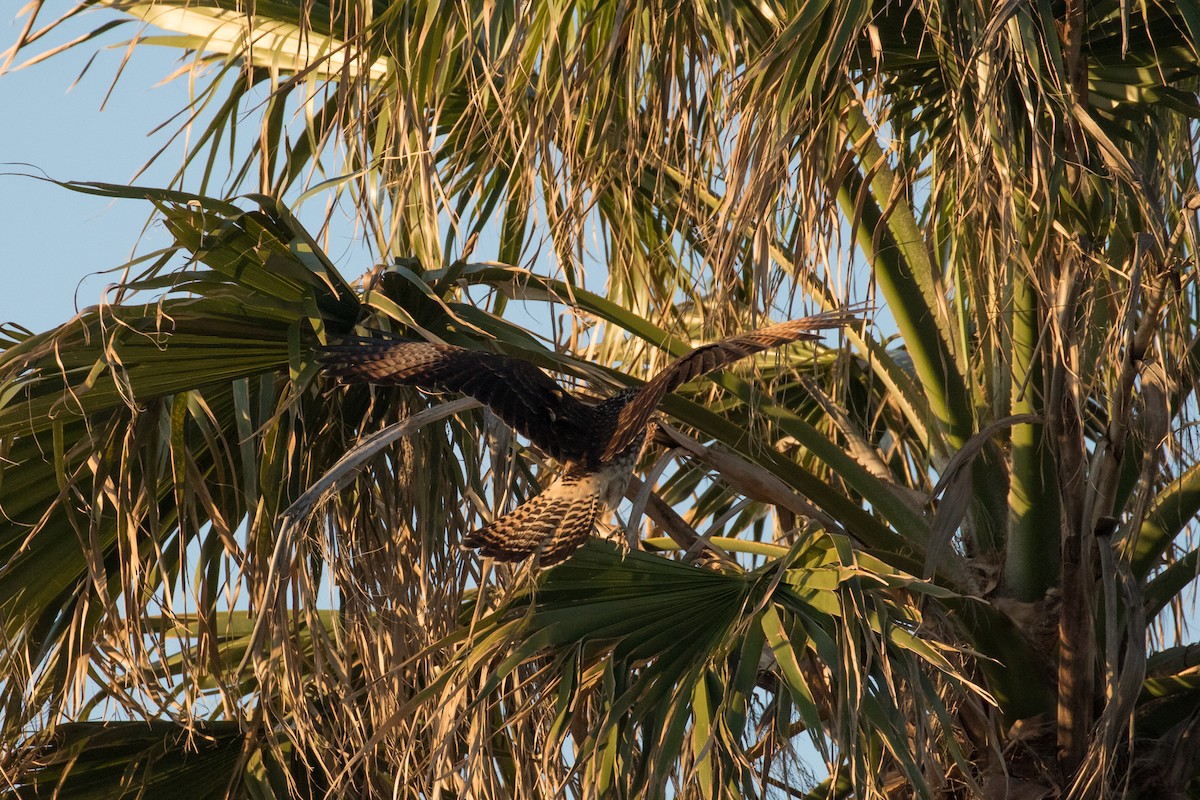 čimango žlutavý - ML627857298