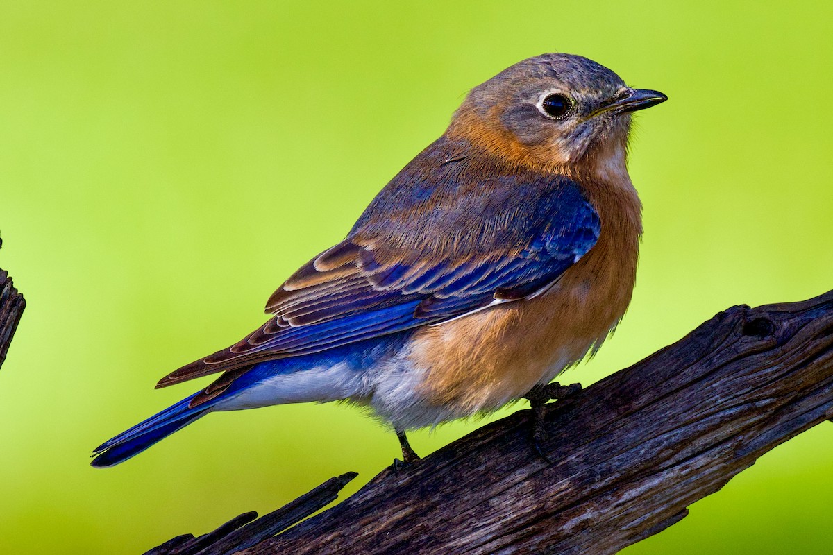 Eastern Bluebird - ML627857322