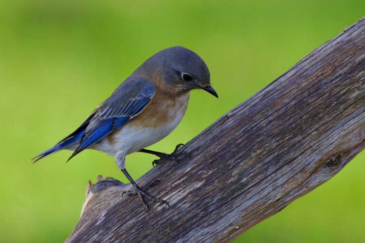 Eastern Bluebird - ML627857324