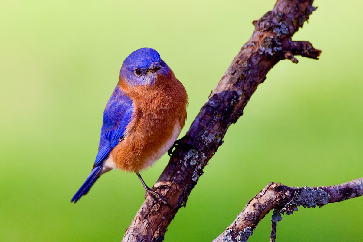 Eastern Bluebird - ML627857325