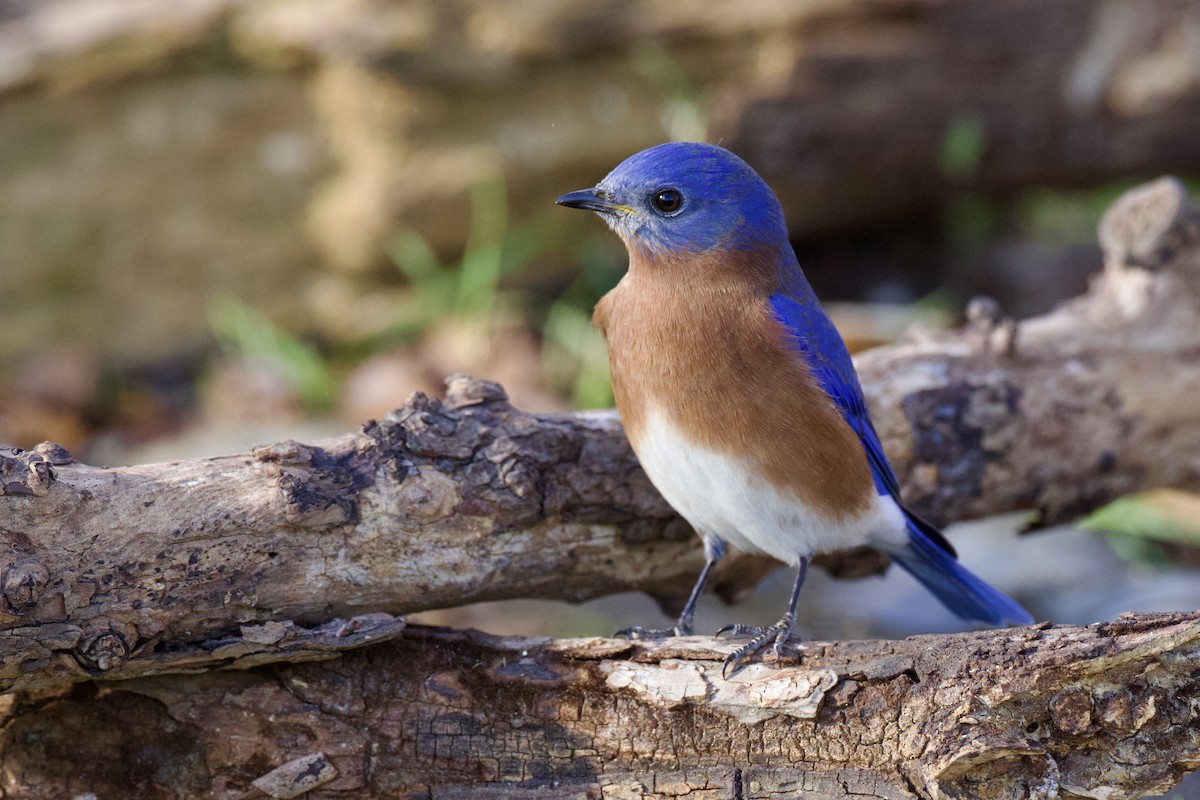 Eastern Bluebird - ML627857326