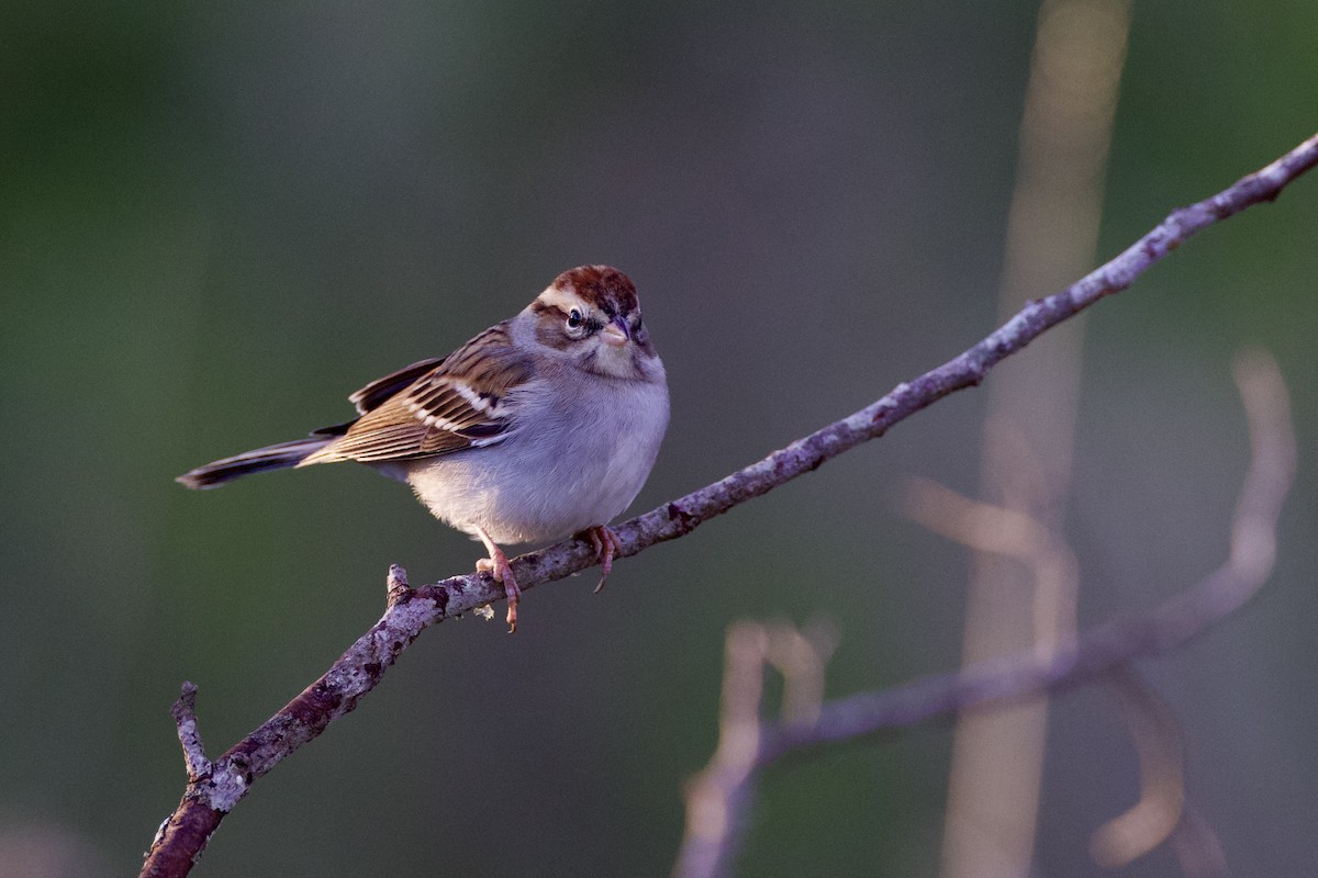 Chipping Sparrow - ML627857350