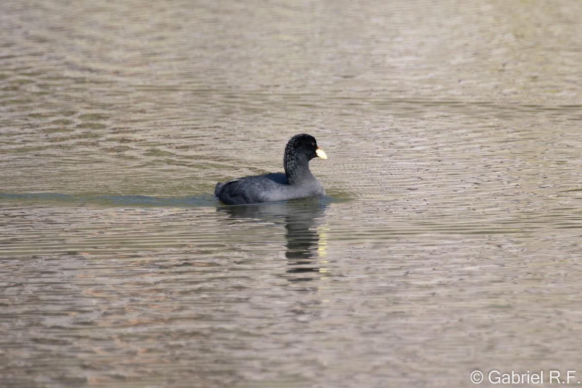 Gelbschnabel-Blässhuhn - ML627857376