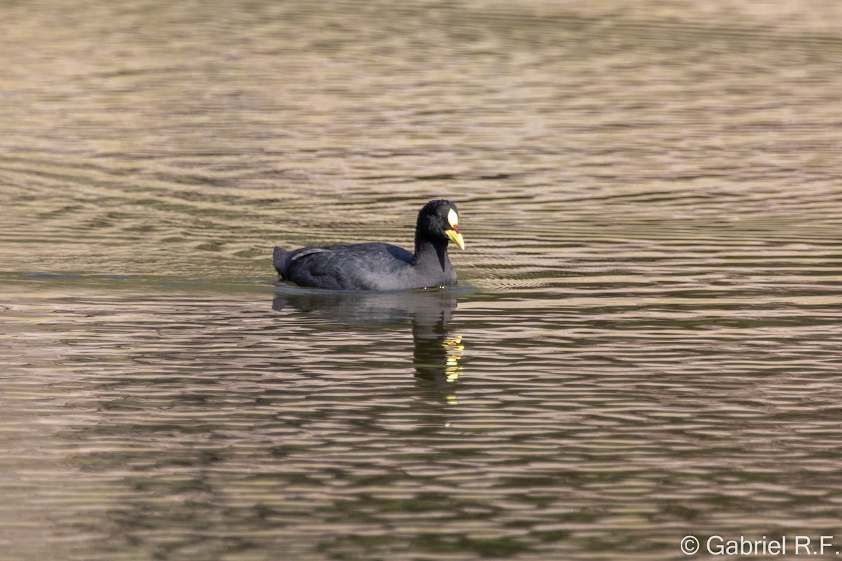 Gelbschnabel-Blässhuhn - ML627857377