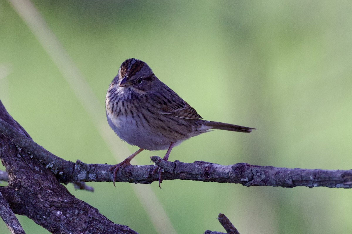 Lincoln's Sparrow - ML627857378