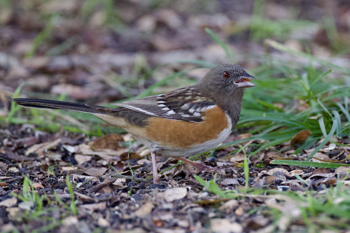 Spotted Towhee - ML627857400