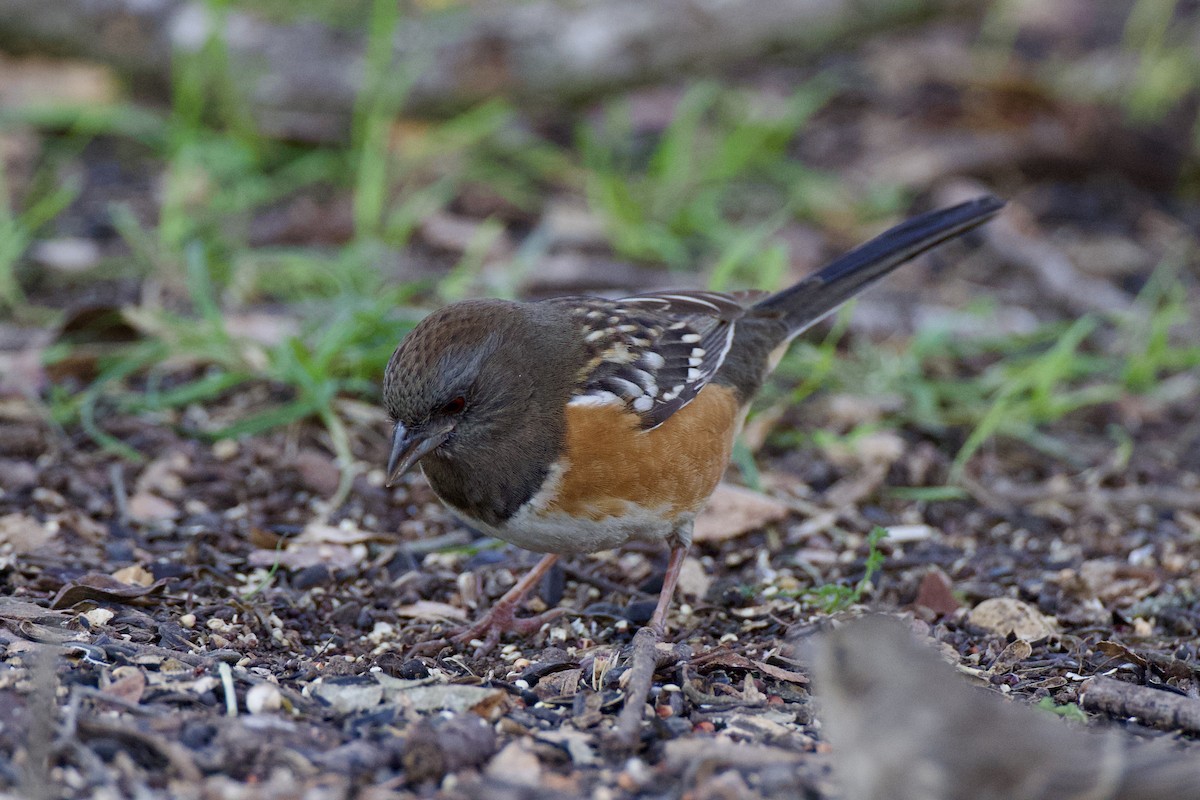 Spotted Towhee - ML627857401