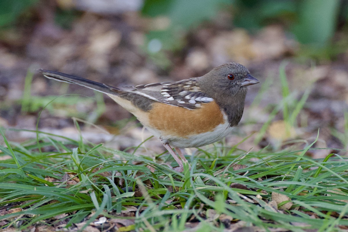 Spotted Towhee - ML627857402