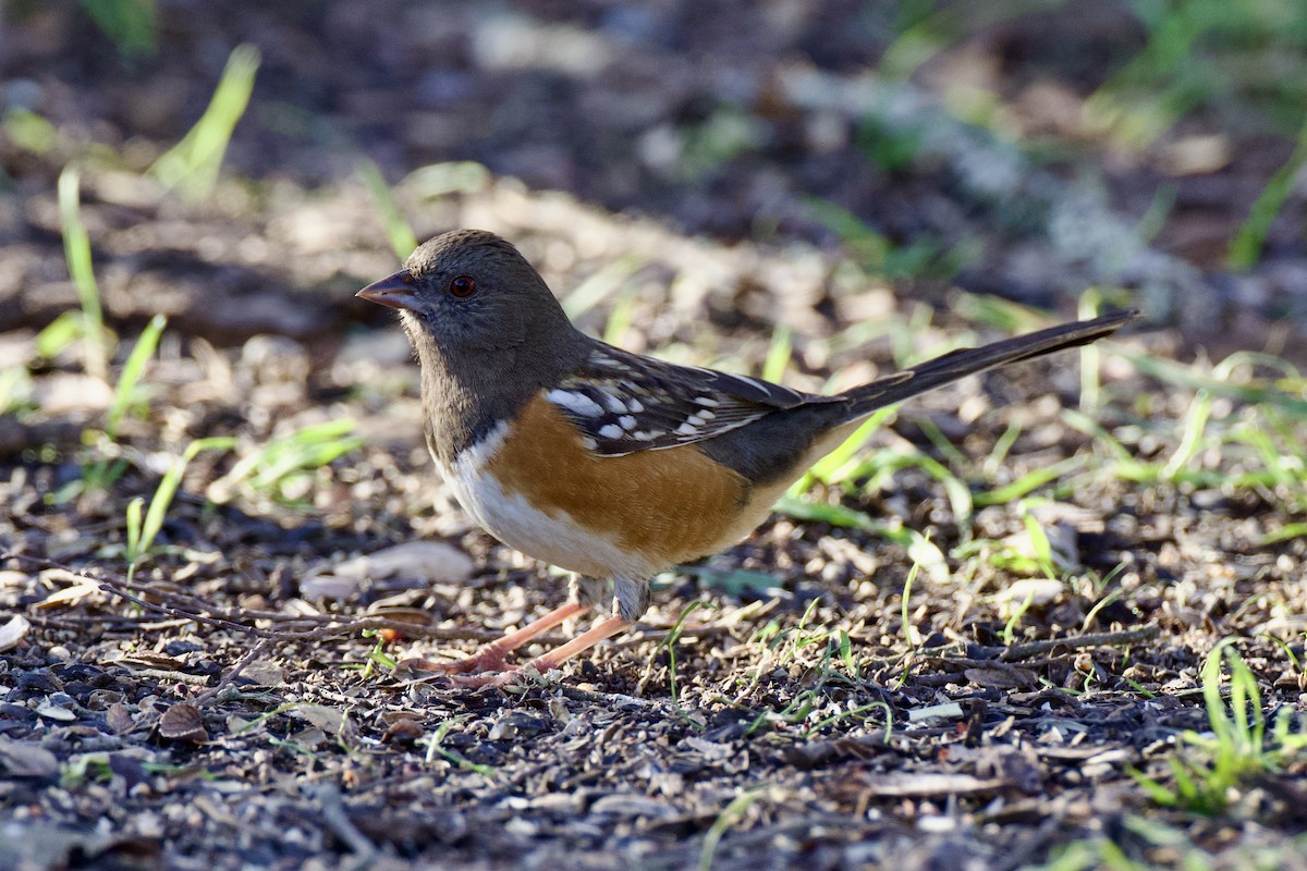 Spotted Towhee - ML627857403