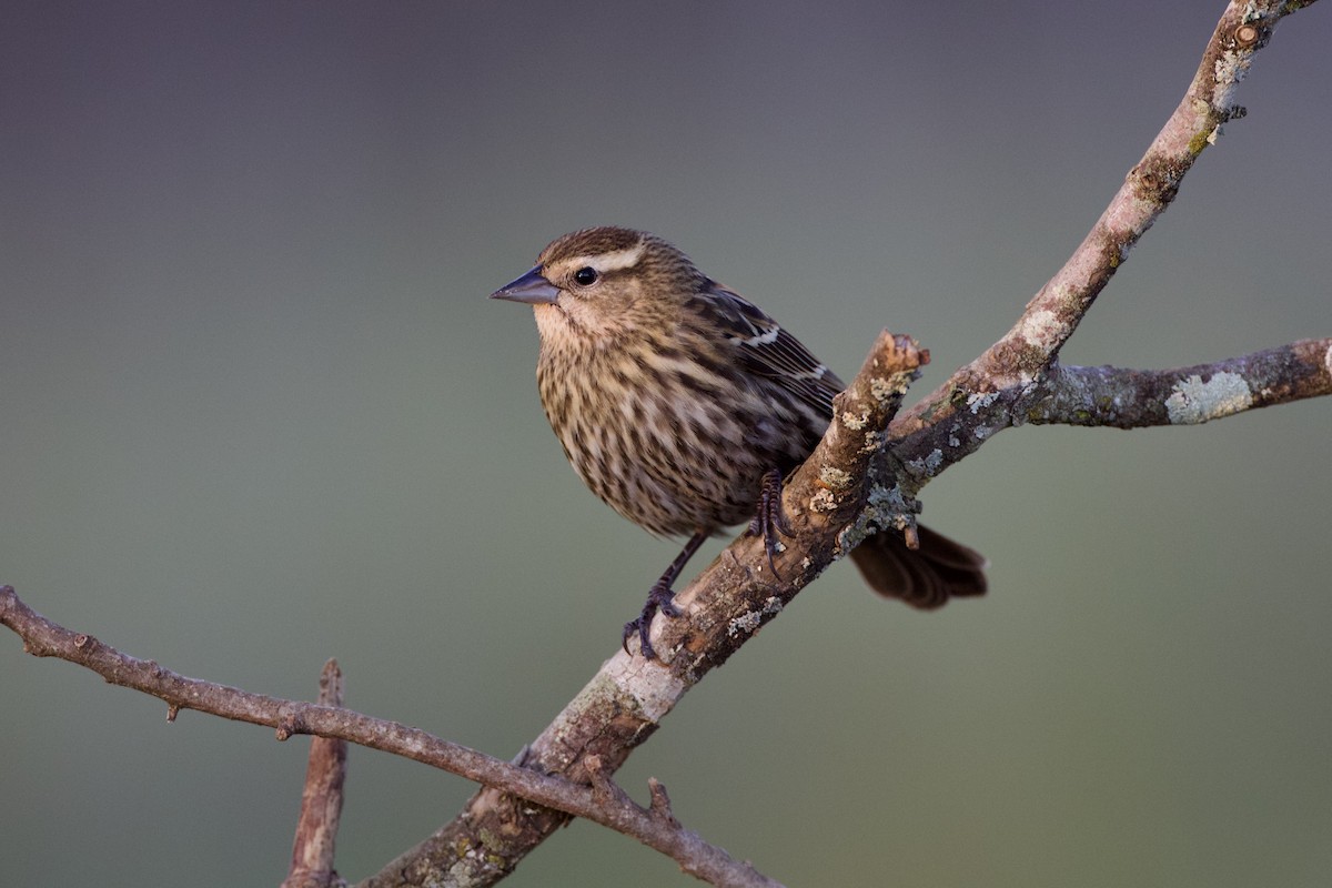 Red-winged Blackbird - ML627857421