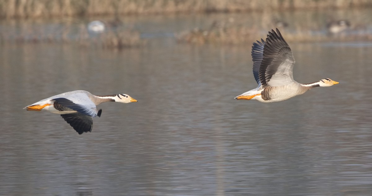 Bar-headed Goose - ML627857439