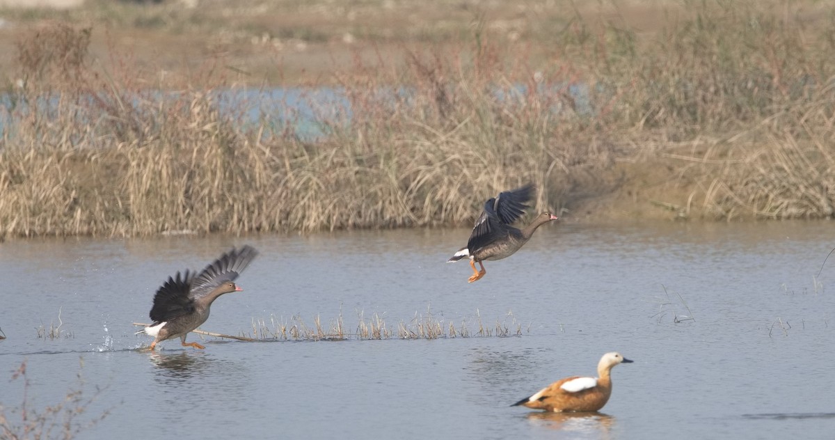 Lesser White-fronted Goose - ML627857449