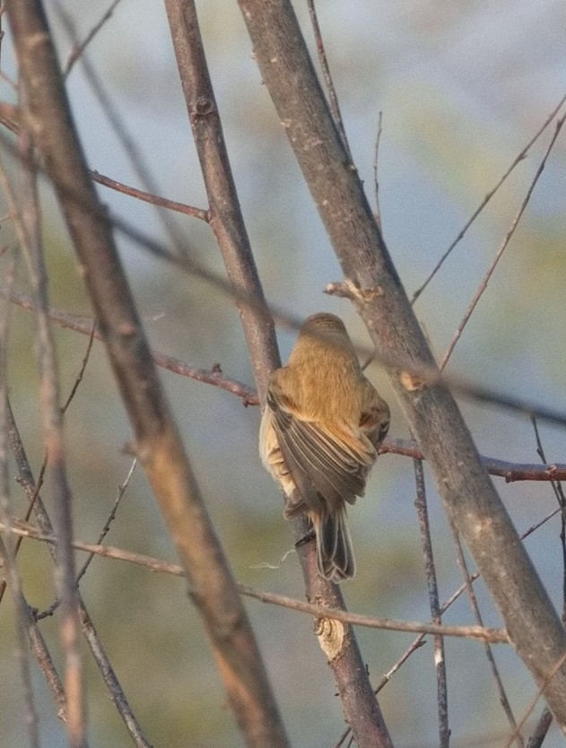 Chinese Penduline-Tit - ML627857458