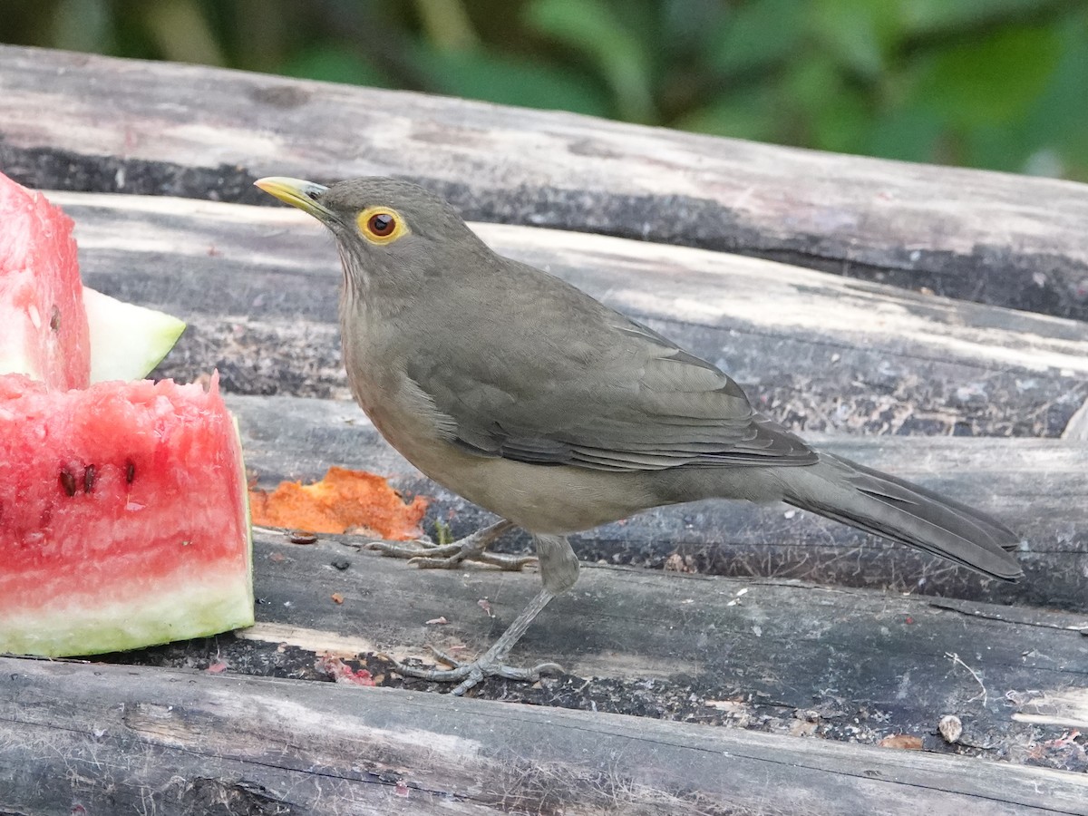 Spectacled Thrush - ML627857628