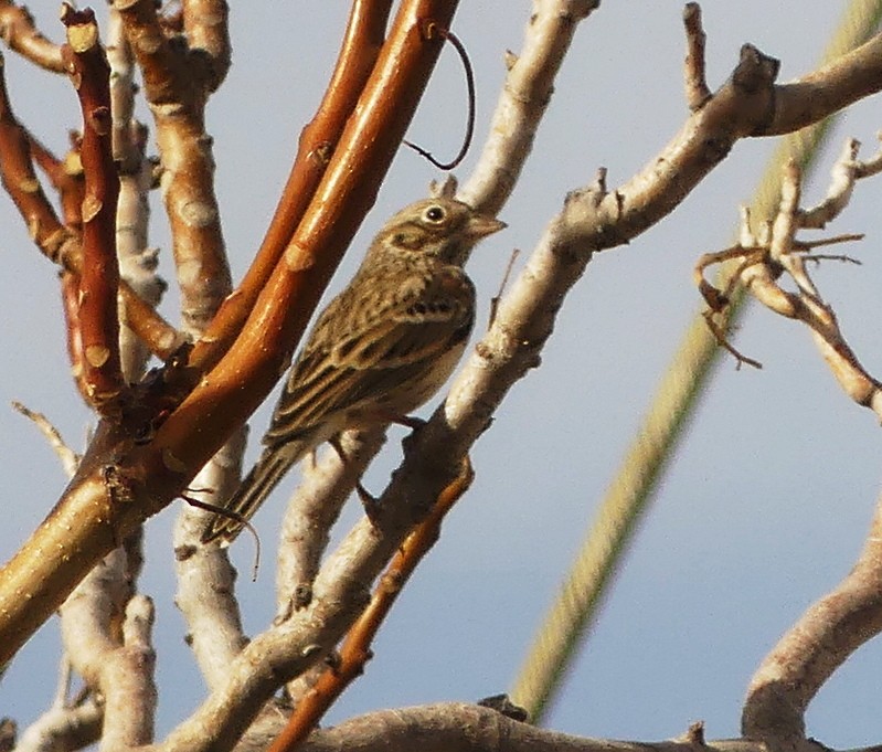 Vesper Sparrow - ML627857685