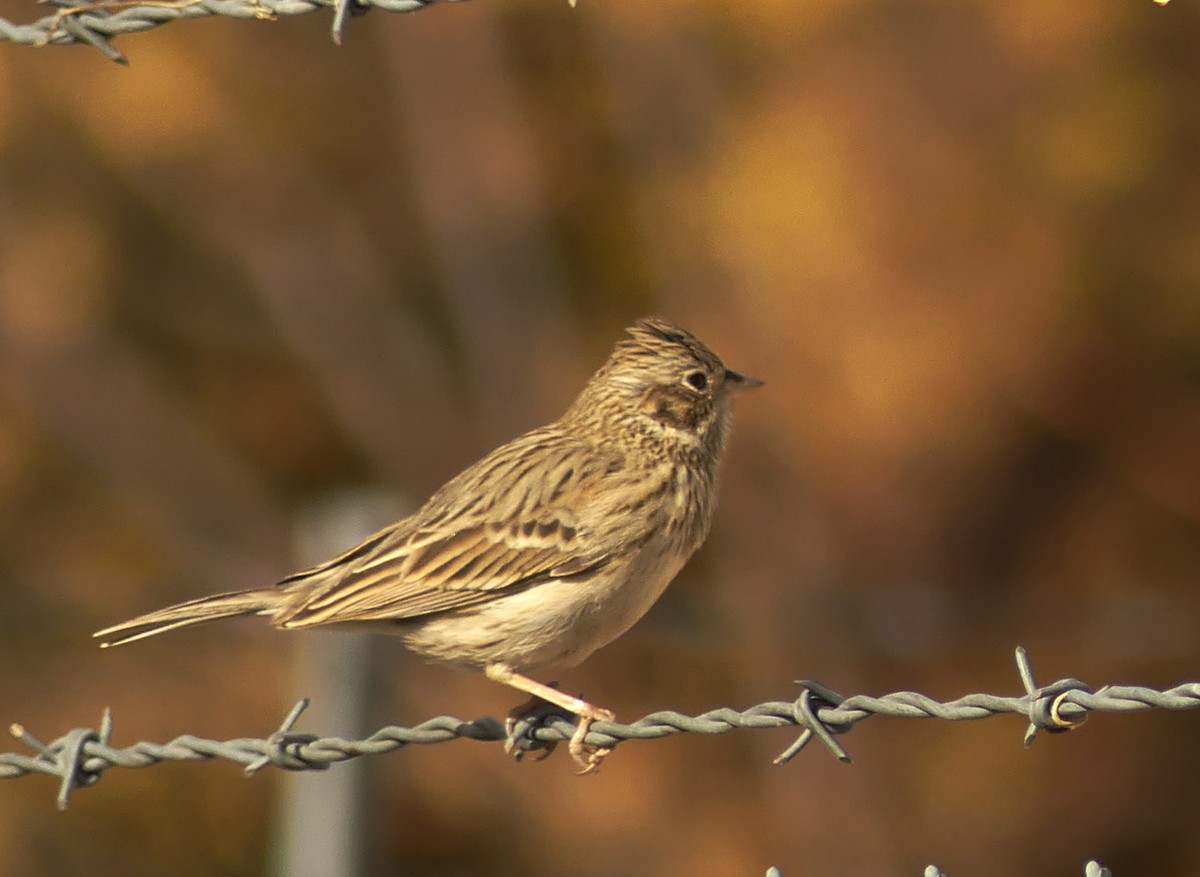 Vesper Sparrow - ML627857696