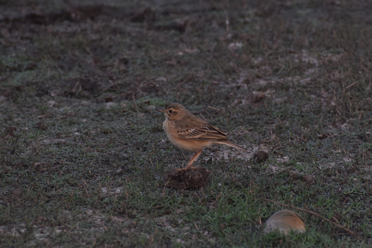 pipit sp. - ML627857706