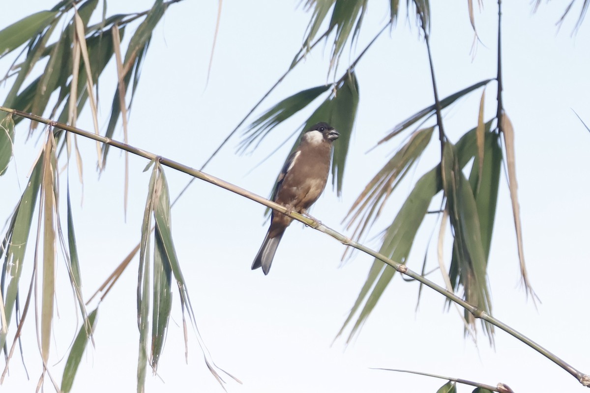 White-cheeked Bullfinch - ML627857712