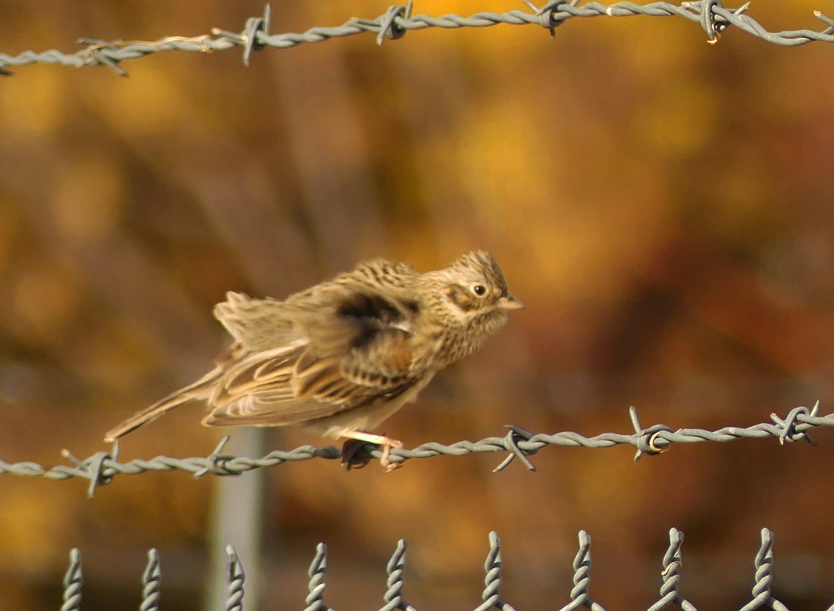 Vesper Sparrow - ML627857714