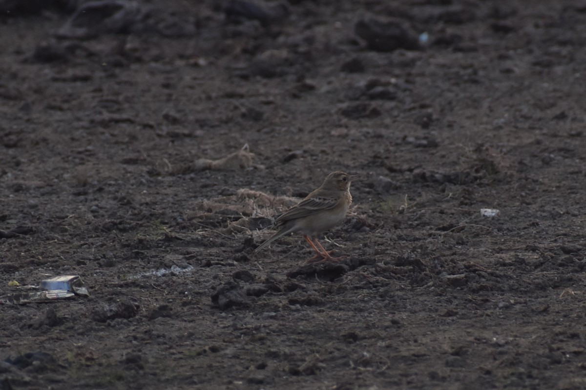 Paddyfield Pipit - ML627857717