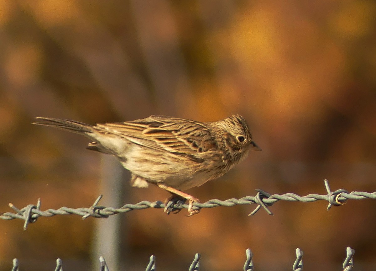 Vesper Sparrow - ML627857718