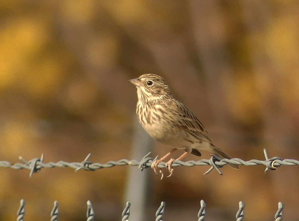 Vesper Sparrow - ML627857727