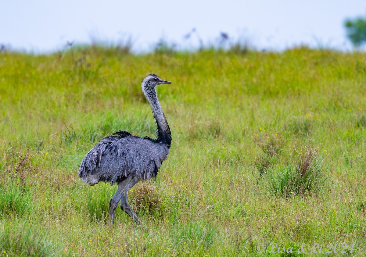 Greater Rhea - ML627857776