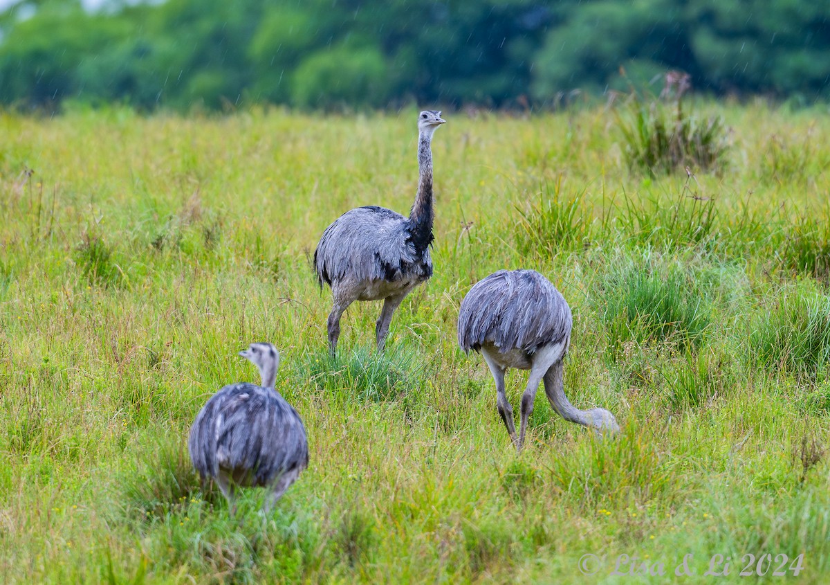 Greater Rhea - ML627857777