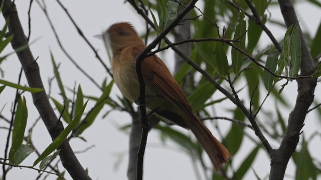 Rufous Casiornis - ML627857859