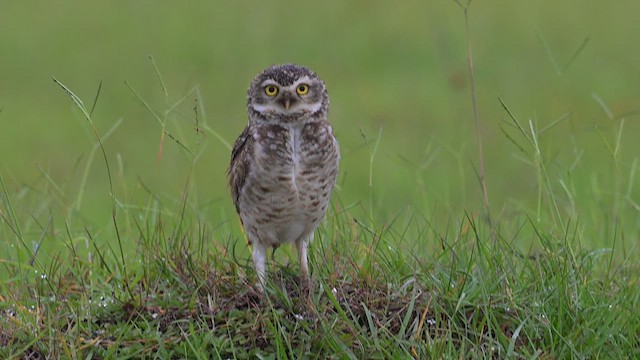 Burrowing Owl (Southern) - ML627857875