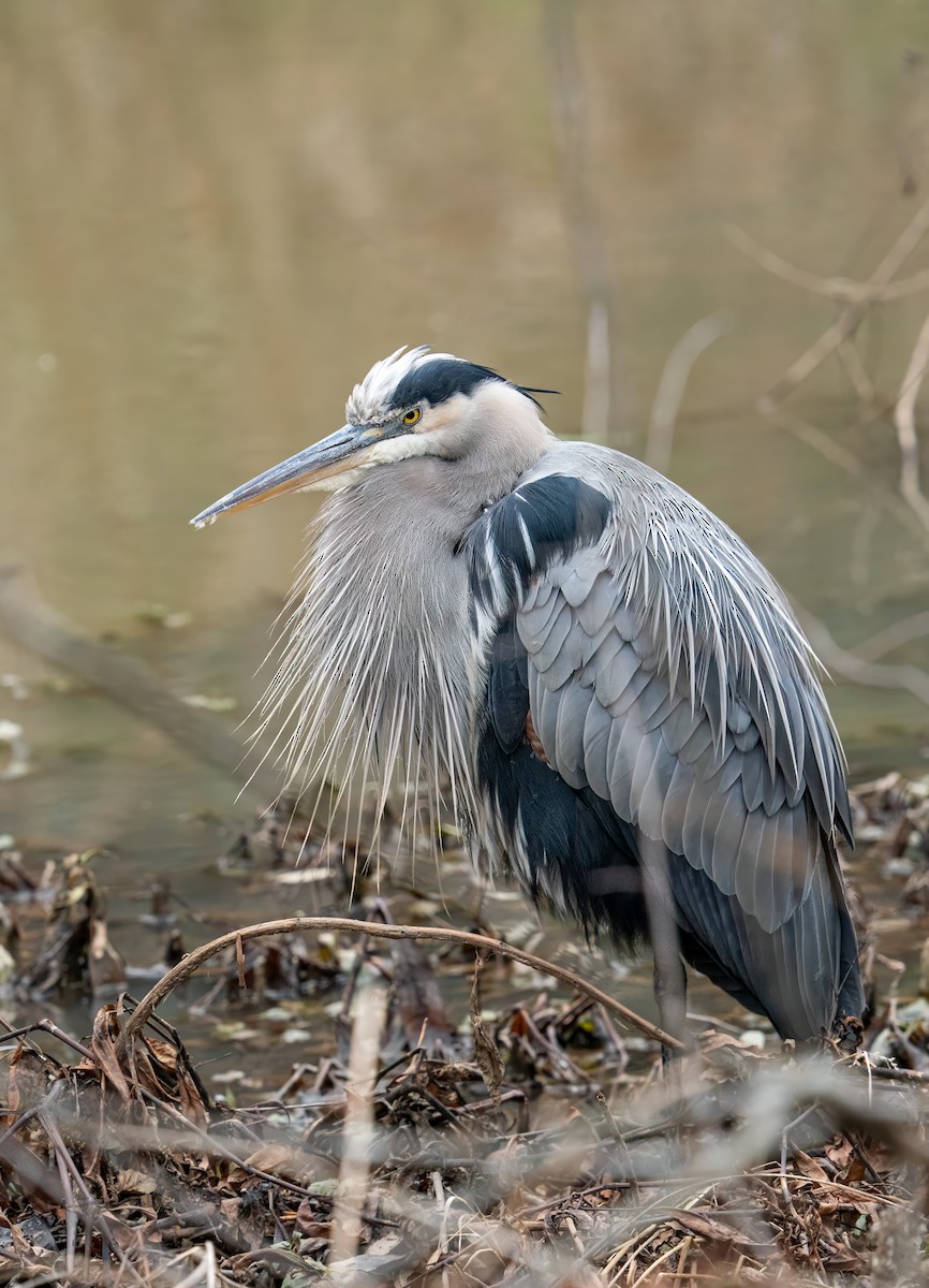 Great Blue Heron - ML627857900