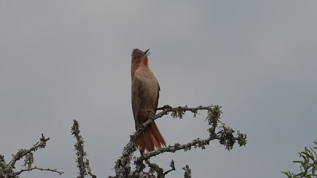 Brown Cacholote - ML627857918