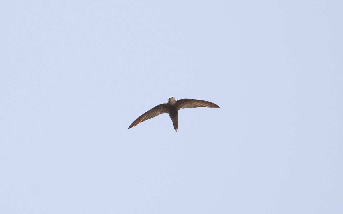 Forbes-Watson's Swift - ML627858082