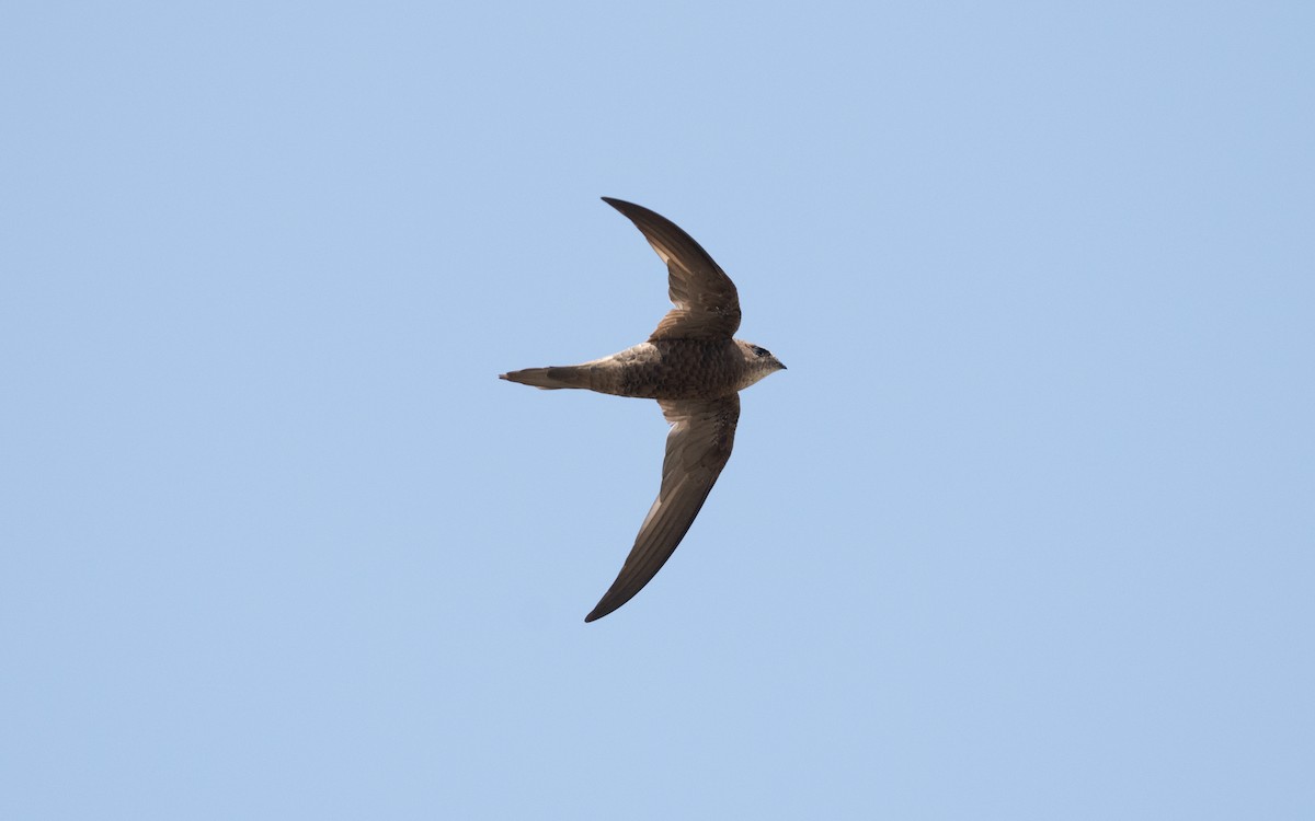 Forbes-Watson's Swift - ML627858083