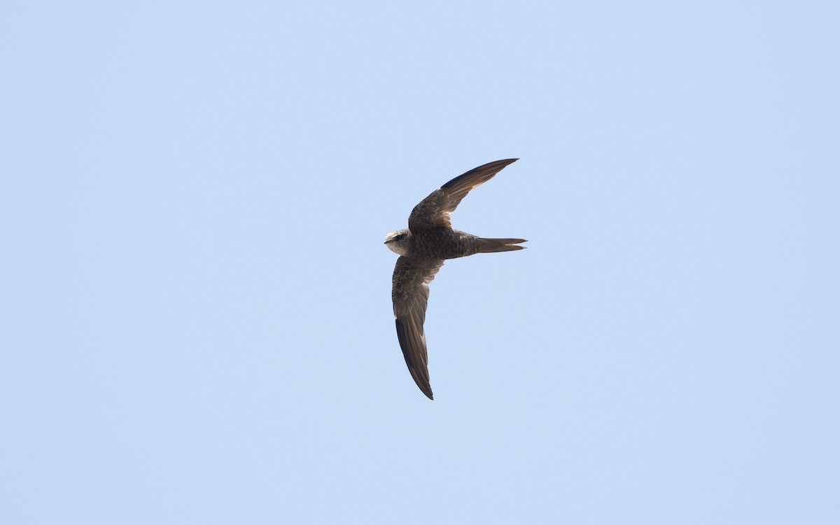 Forbes-Watson's Swift - ML627858084