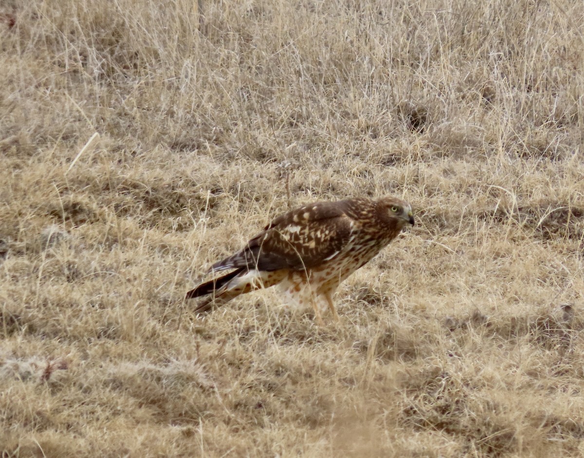 Northern Harrier - ML627858085