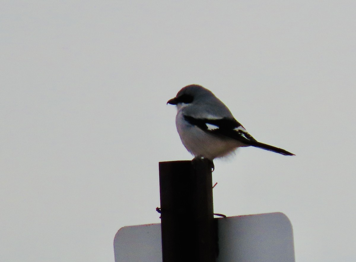 Loggerhead Shrike - ML627858094