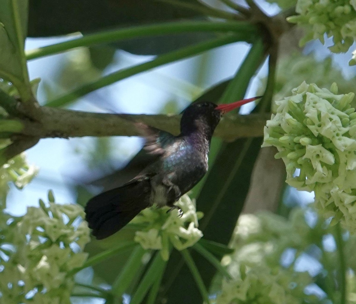 White-chinned Sapphire - ML627858095