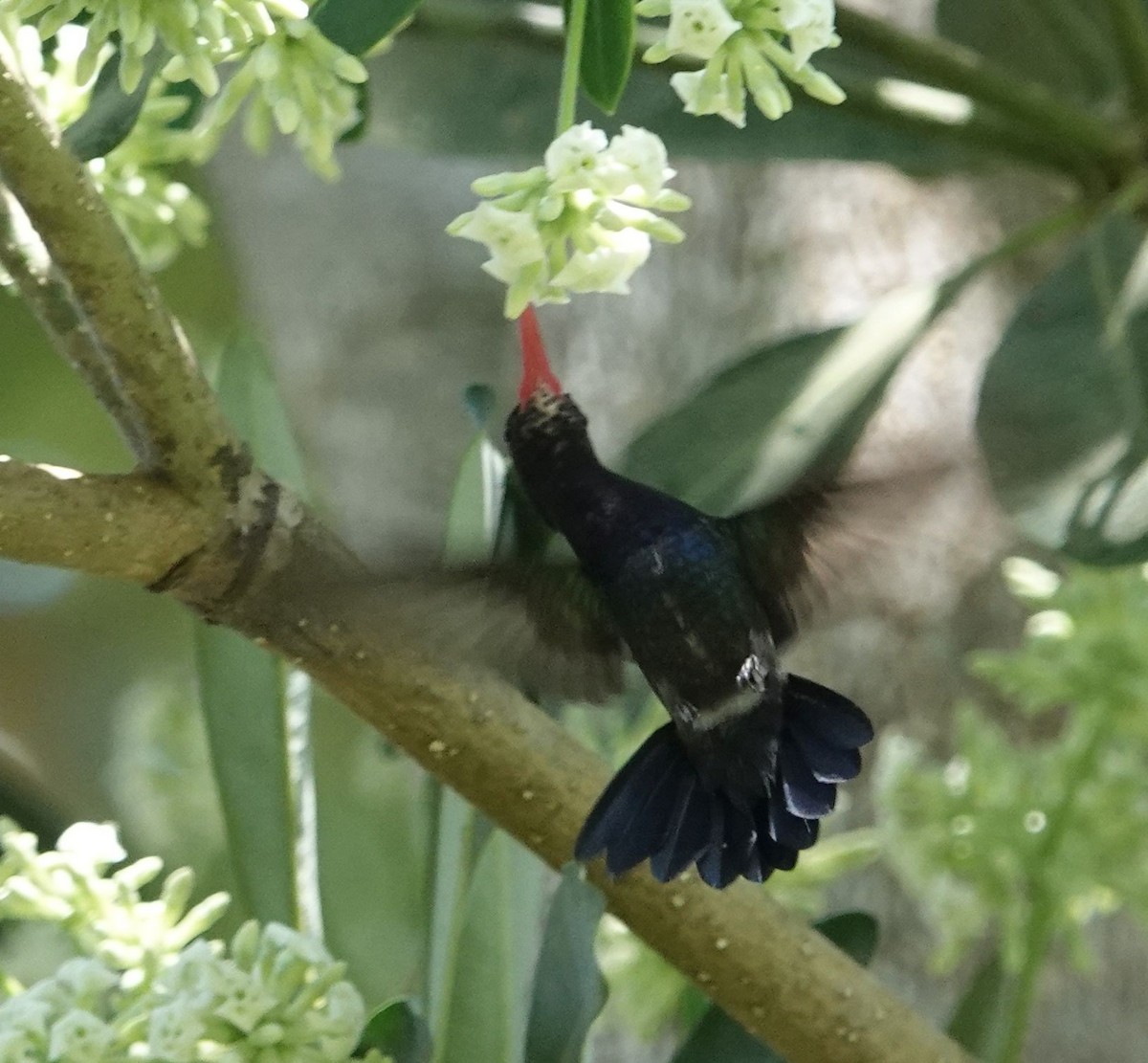 White-chinned Sapphire - ML627858109