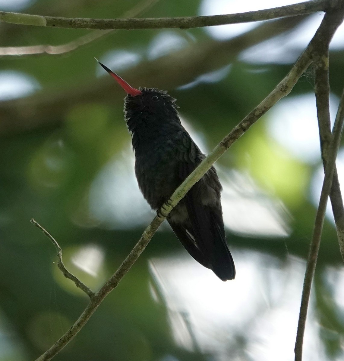 White-chinned Sapphire - ML627858114