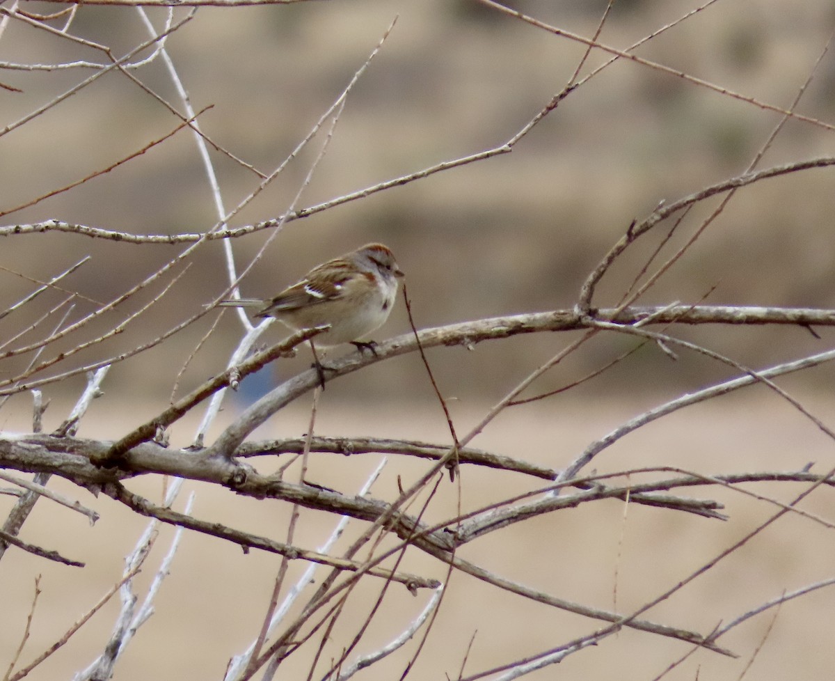 American Tree Sparrow - ML627858121