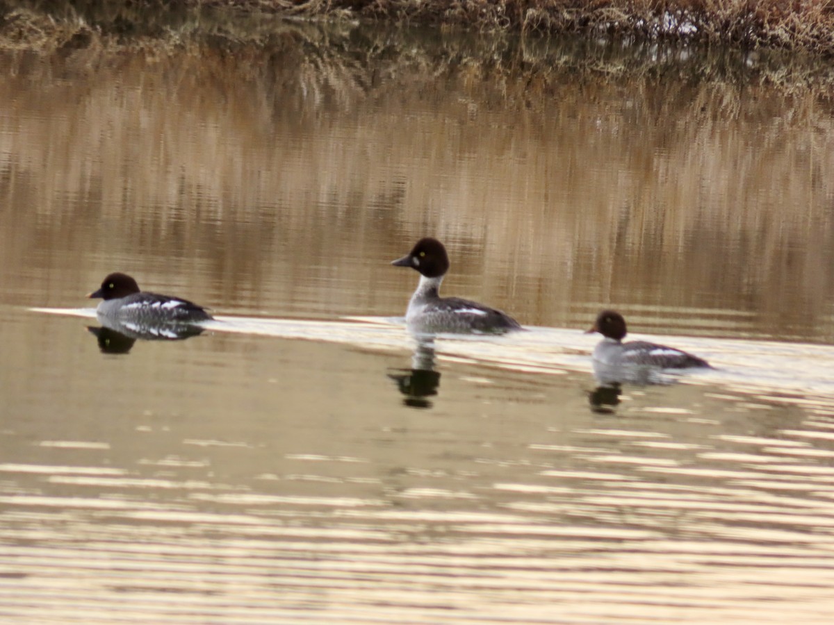 Barrow's Goldeneye - ML627858137