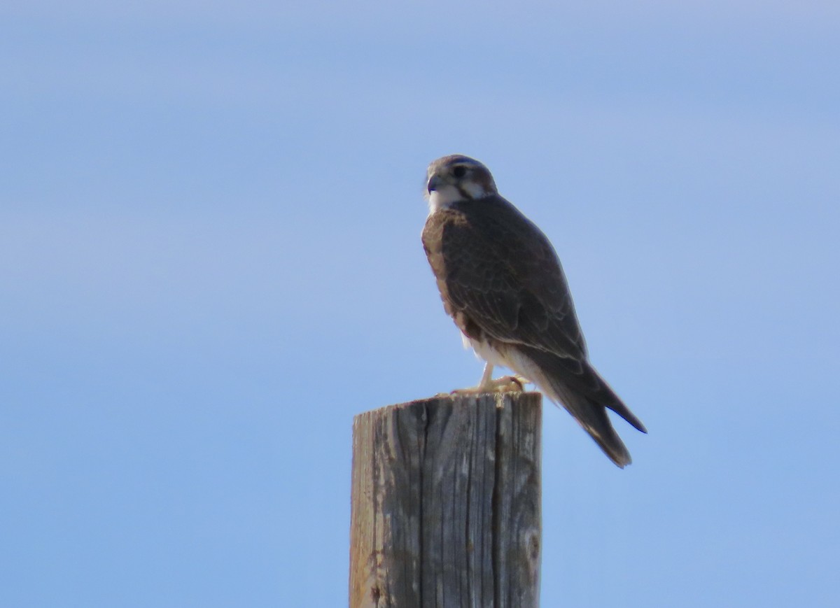 Prairie Falcon - ML627858168