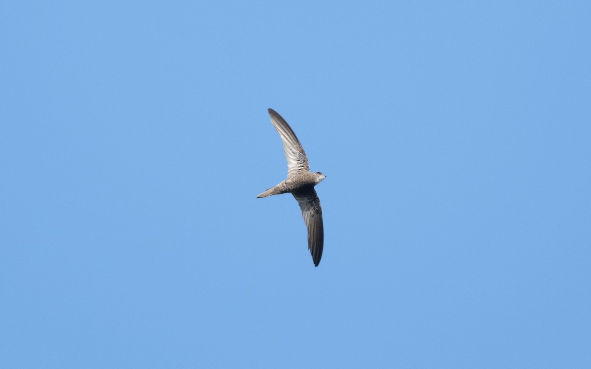 Forbes-Watson's Swift - ML627858217