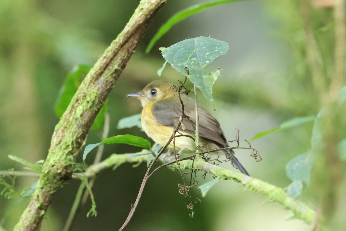 Sulphur-rumped Flycatcher - ML627858219