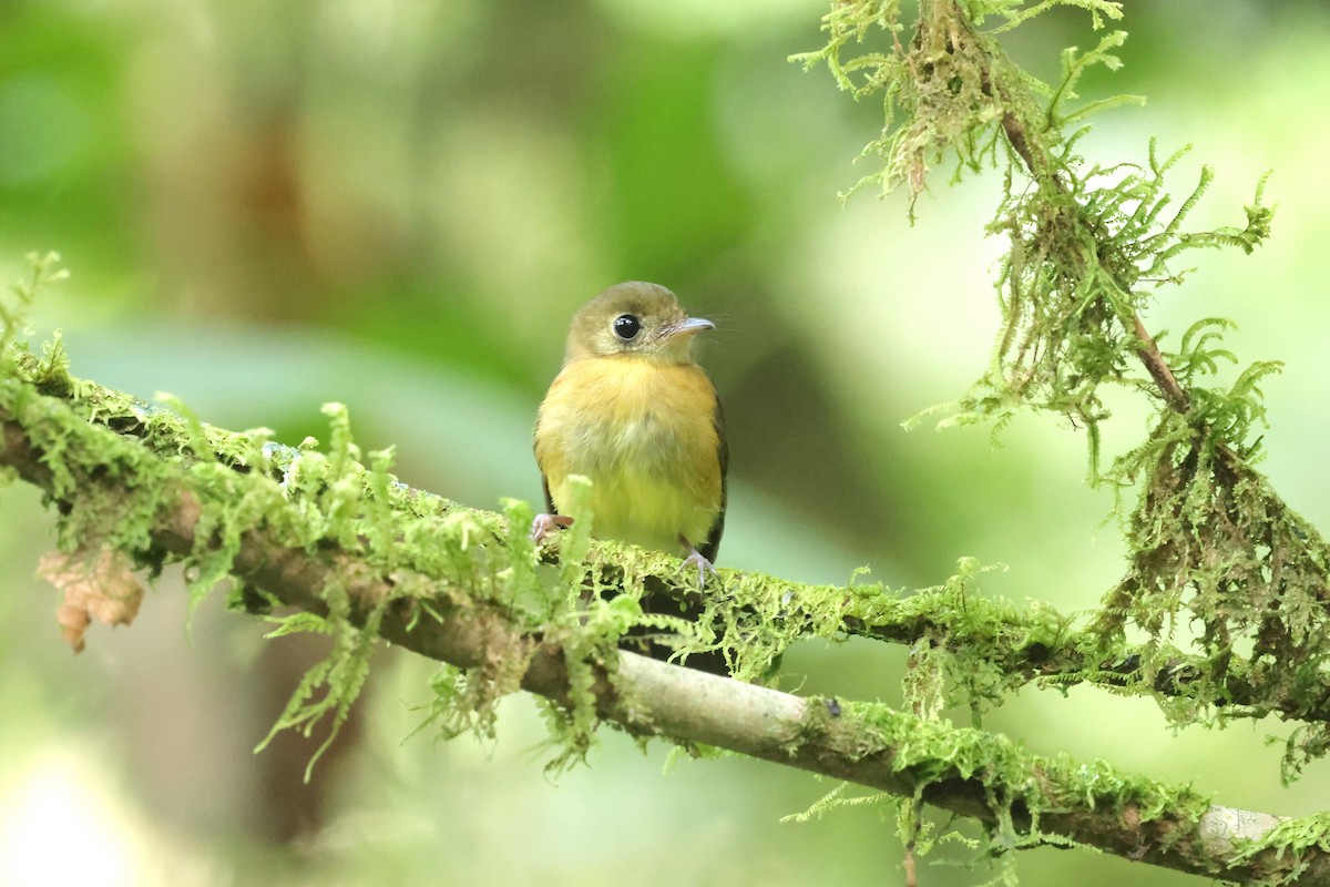 Sulphur-rumped Flycatcher - ML627858220