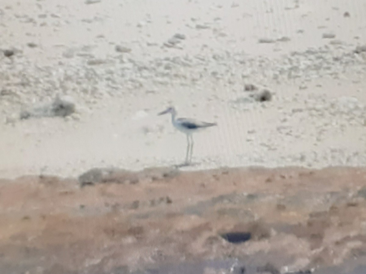 Crab-Plover - ML627858232