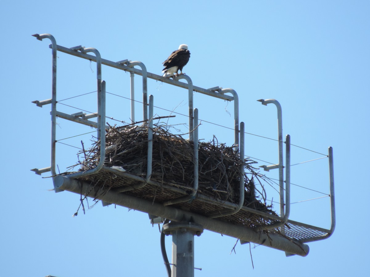 Weißkopf-Seeadler - ML627858257