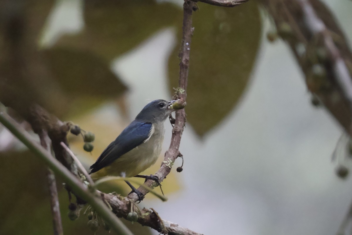 Fire-throated Flowerpecker - ML627858282